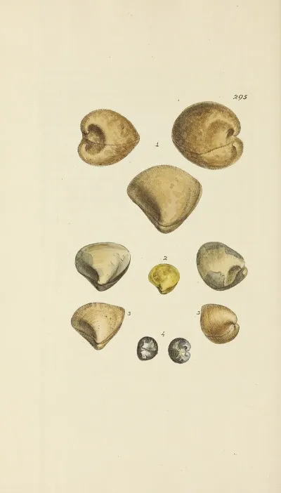 The Mineral Conchology Of Great Britain Pl 480
