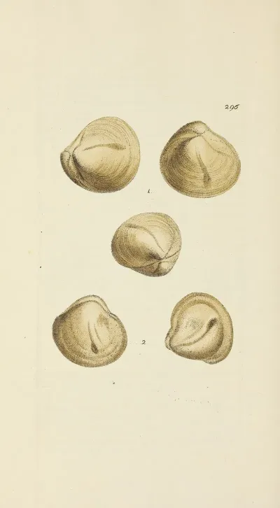 The Mineral Conchology Of Great Britain Pl 481