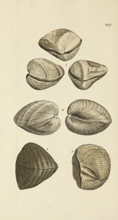 The Mineral Conchology Of Great Britain Pl 482