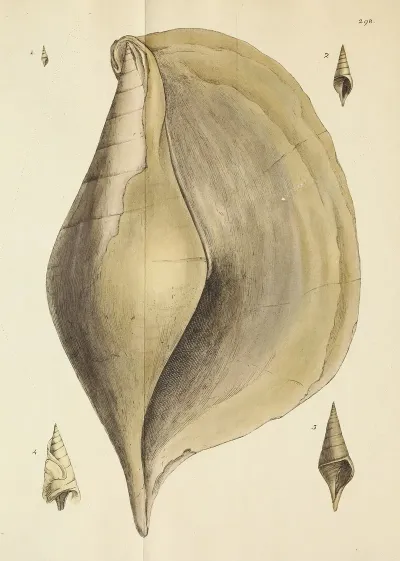 The Mineral Conchology Of Great Britain Pl 483
