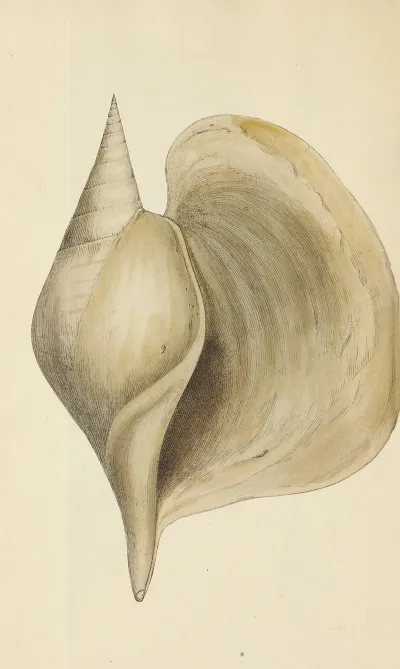 The Mineral Conchology Of Great Britain Pl 484