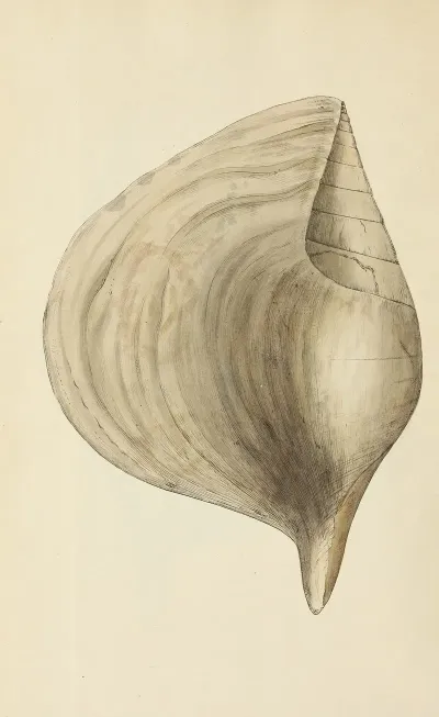 The Mineral Conchology Of Great Britain Pl 485