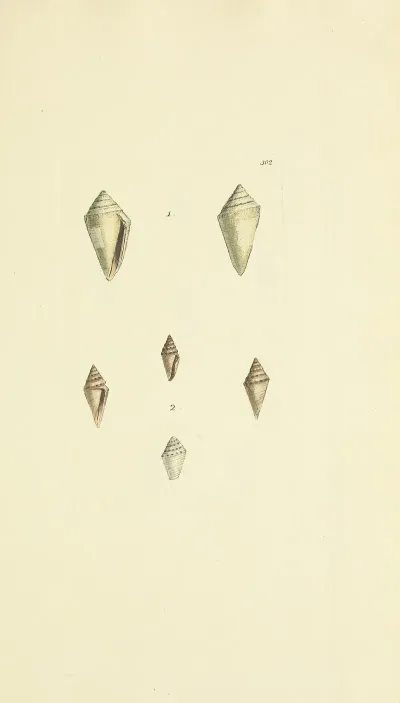The Mineral Conchology Of Great Britain Pl 486