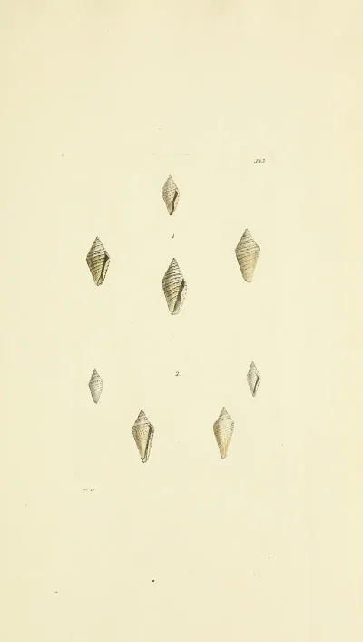 The Mineral Conchology Of Great Britain Pl 487