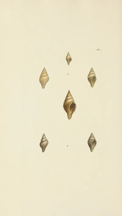 The Mineral Conchology Of Great Britain Pl 488