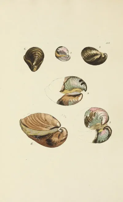 The Mineral Conchology Of Great Britain Pl 489