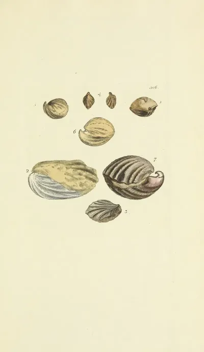 The Mineral Conchology Of Great Britain Pl 490