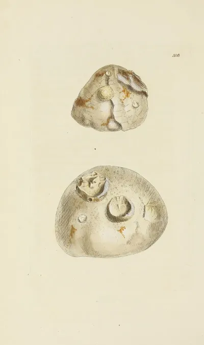 The Mineral Conchology Of Great Britain Pl 491