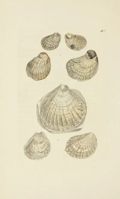 The Mineral Conchology Of Great Britain Pl 492