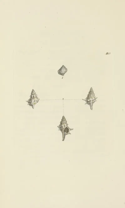 The Mineral Conchology Of Great Britain Pl 493