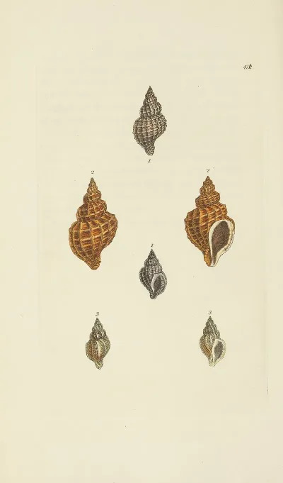 The Mineral Conchology Of Great Britain Pl 494