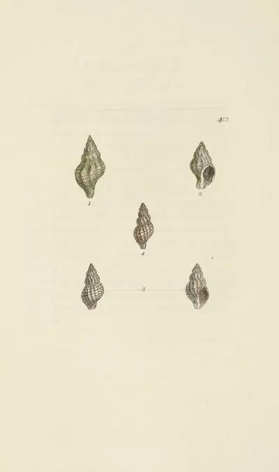 The Mineral Conchology Of Great Britain Pl 495