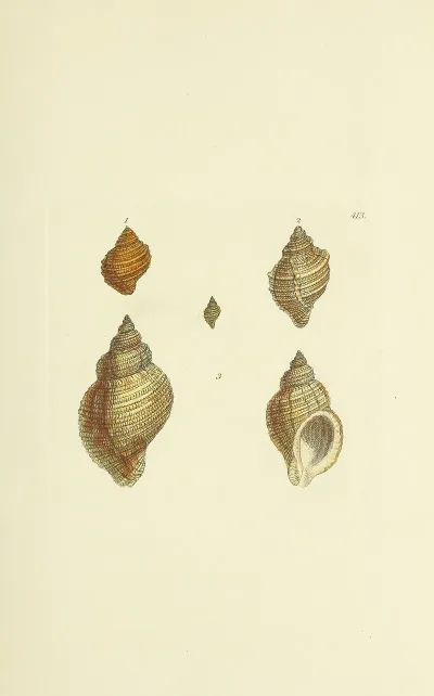 The Mineral Conchology Of Great Britain Pl 496