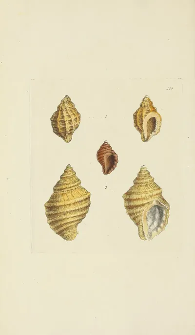 The Mineral Conchology Of Great Britain Pl 497