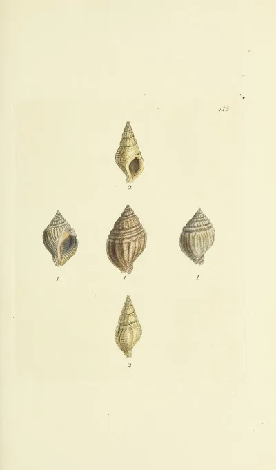 The Mineral Conchology Of Great Britain Pl 498