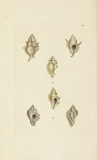 The Mineral Conchology Of Great Britain Pl 499