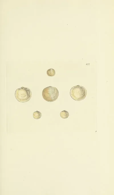 The Mineral Conchology Of Great Britain Pl 500