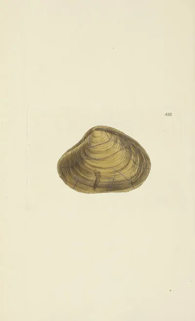 The Mineral Conchology Of Great Britain Pl 501