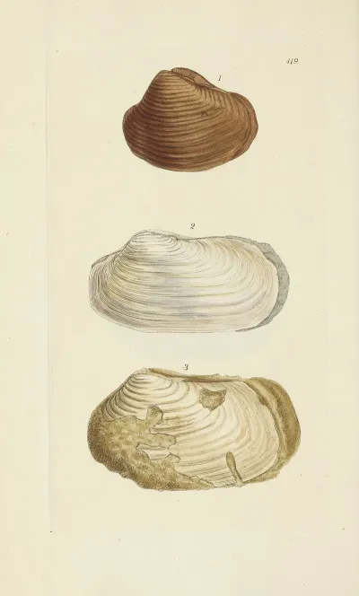 The Mineral Conchology Of Great Britain Pl 502
