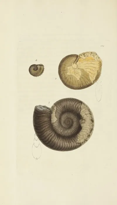 The Mineral Conchology Of Great Britain Pl 503
