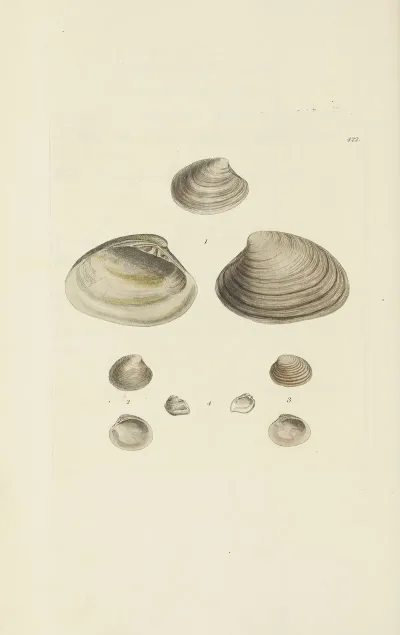 The Mineral Conchology Of Great Britain Pl 504