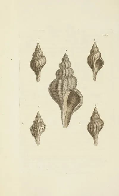 The Mineral Conchology Of Great Britain Pl 505