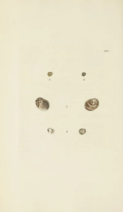 The Mineral Conchology Of Great Britain Pl 506