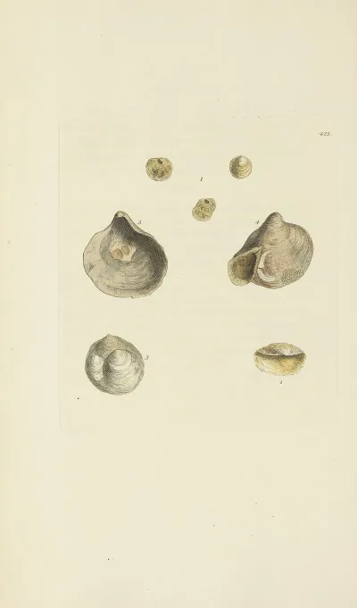 The Mineral Conchology Of Great Britain Pl 507