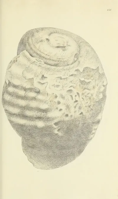 The Mineral Conchology Of Great Britain Pl 508