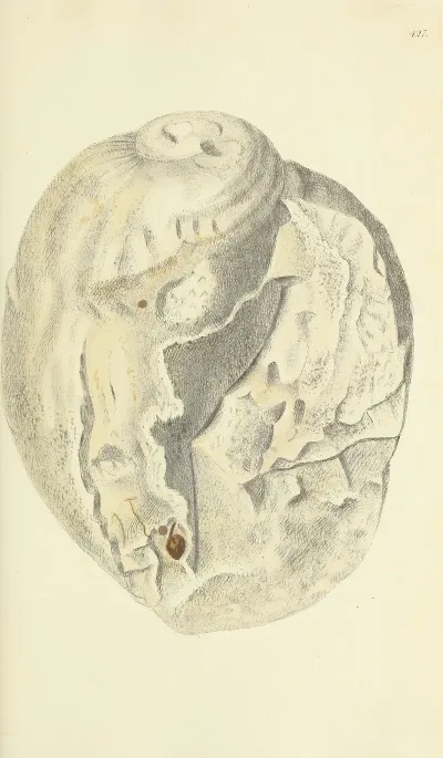 The Mineral Conchology Of Great Britain Pl 509