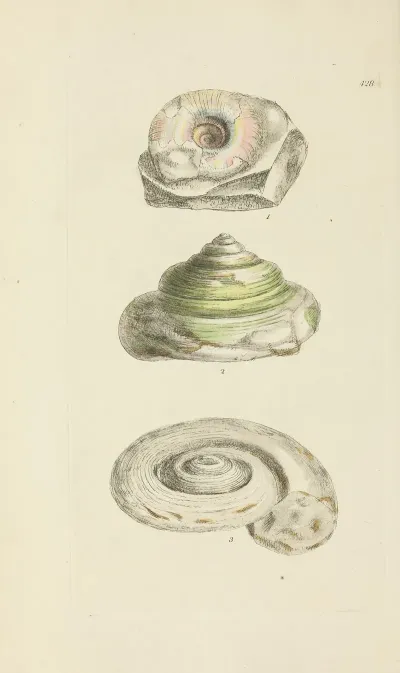 The Mineral Conchology Of Great Britain Pl 510