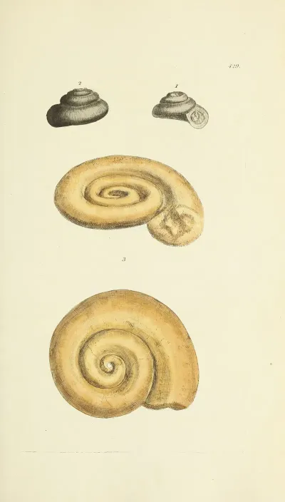 The Mineral Conchology Of Great Britain Pl 511