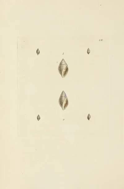 The Mineral Conchology Of Great Britain Pl 512