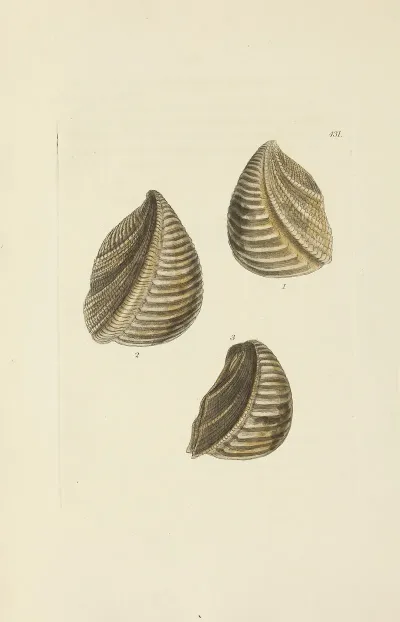 The Mineral Conchology Of Great Britain Pl 513