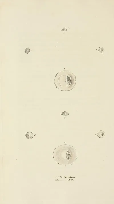 The Mineral Conchology Of Great Britain Pl 514