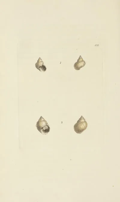 The Mineral Conchology Of Great Britain Pl 515