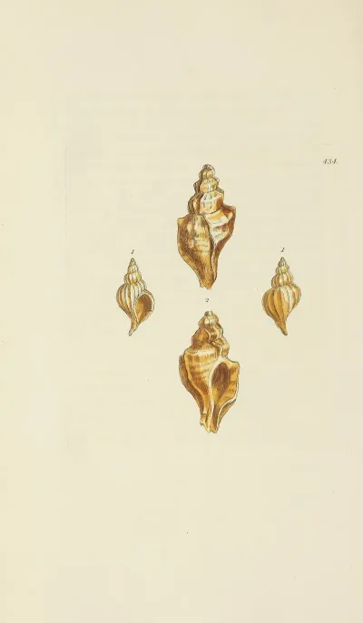The Mineral Conchology Of Great Britain Pl 516