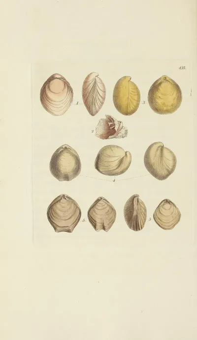 The Mineral Conchology Of Great Britain Pl 517