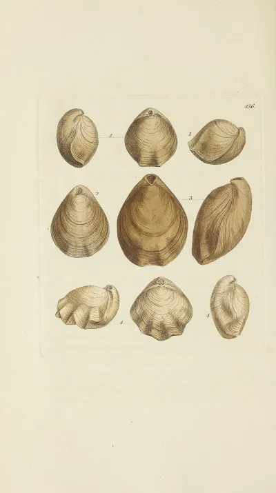 The Mineral Conchology Of Great Britain Pl 518