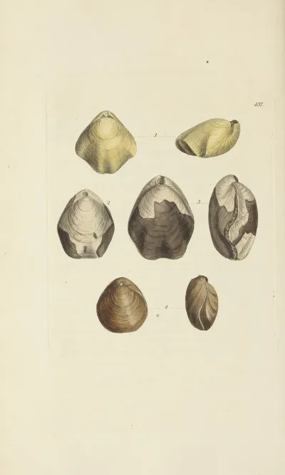 The Mineral Conchology Of Great Britain Pl 519