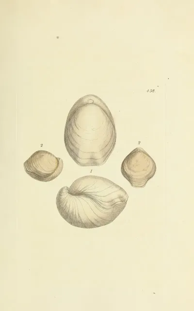 The Mineral Conchology Of Great Britain Pl 520