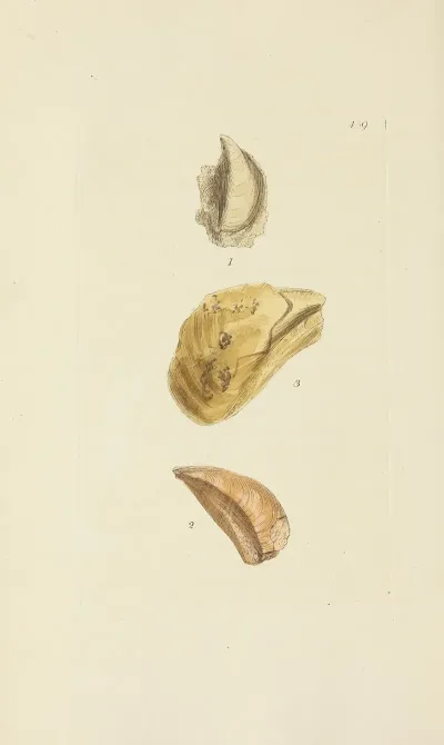 The Mineral Conchology Of Great Britain Pl 521