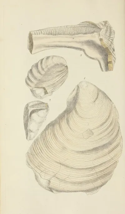 The Mineral Conchology Of Great Britain Pl 522
