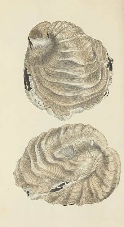 The Mineral Conchology Of Great Britain Pl 523