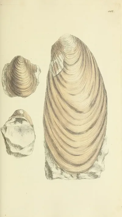 The Mineral Conchology Of Great Britain Pl 524