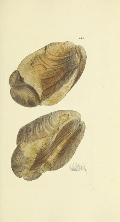 The Mineral Conchology Of Great Britain Pl 525