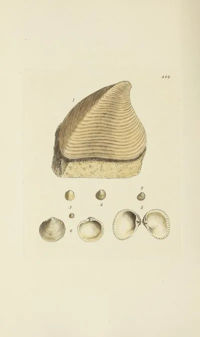 The Mineral Conchology Of Great Britain Pl 526