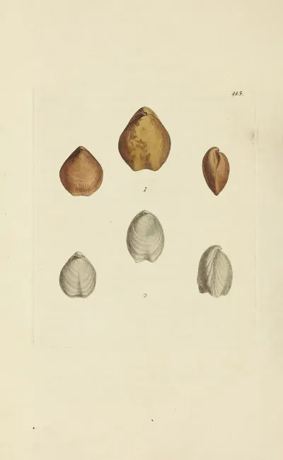 The Mineral Conchology Of Great Britain Pl 527