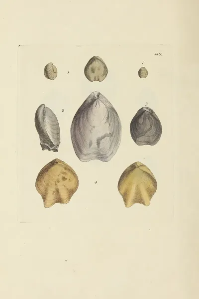 The Mineral Conchology Of Great Britain Pl 528