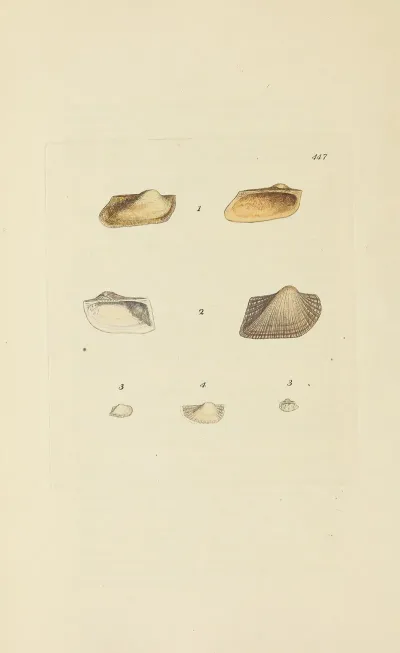 The Mineral Conchology Of Great Britain Pl 529
